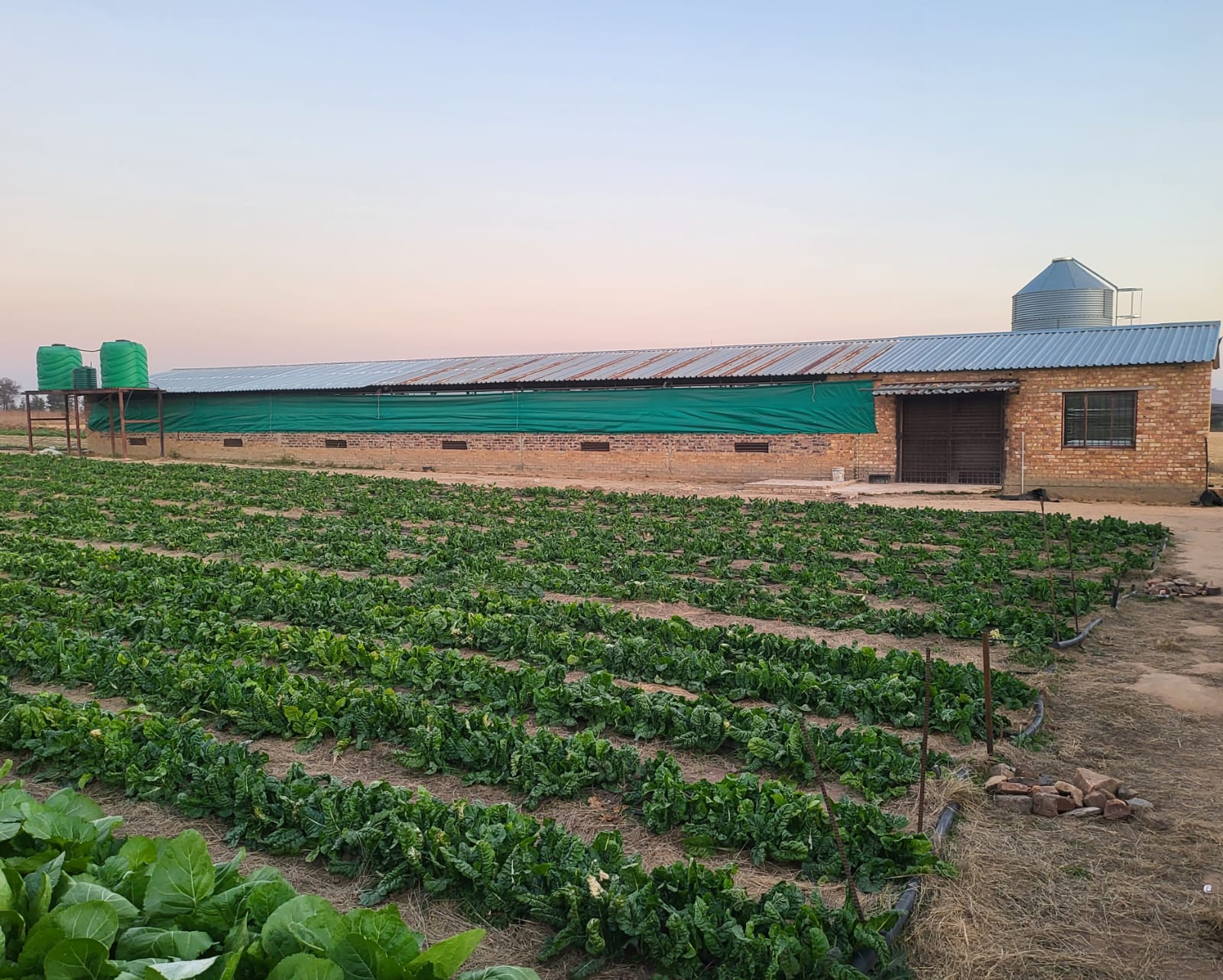 Crops growing in the fields at Pistis Farming